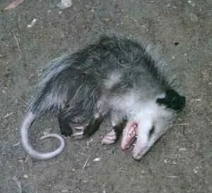 Baked Possum