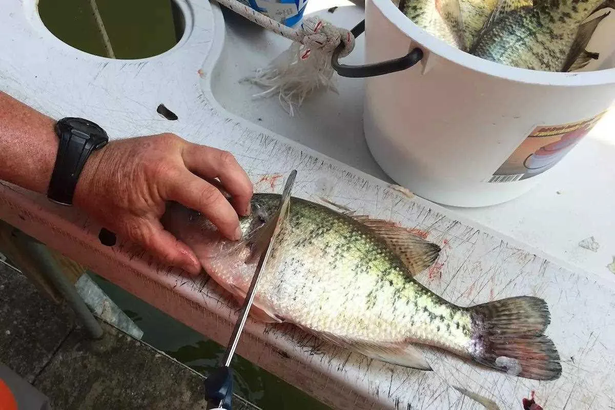 Cajun Crappie