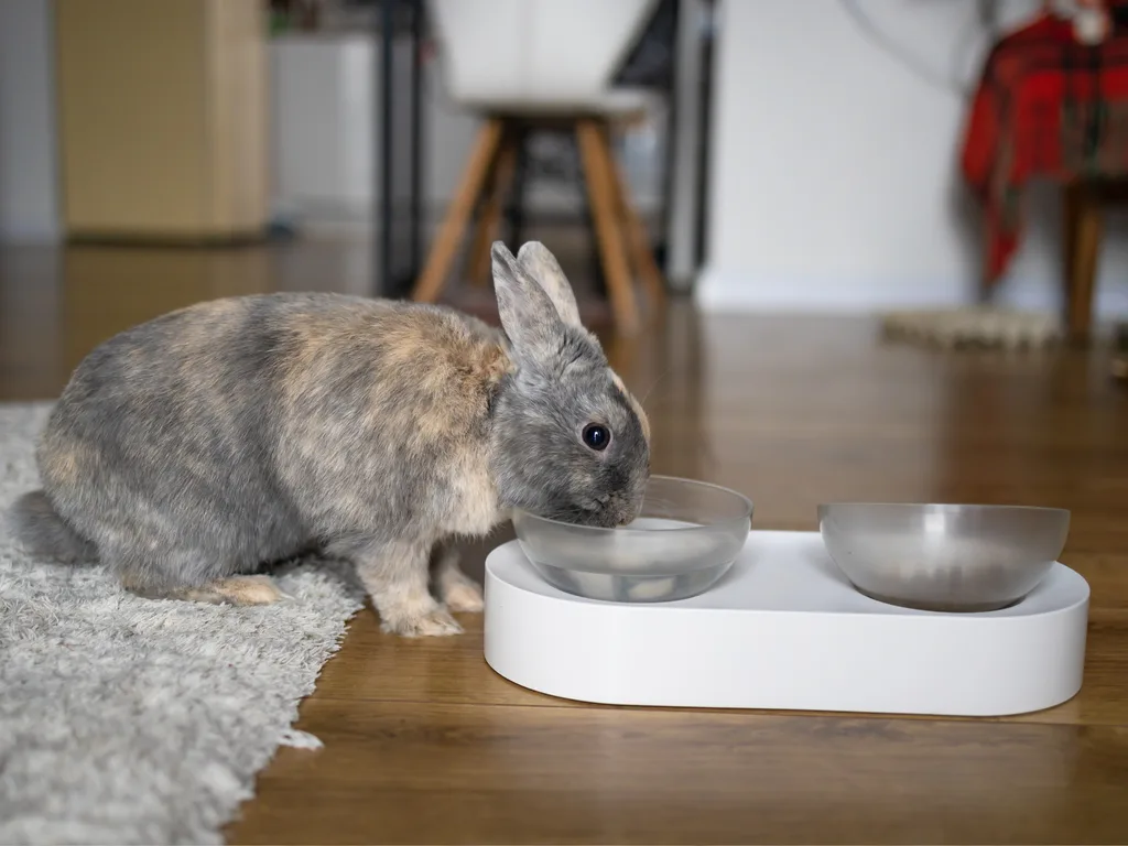 Deviled Rabbit