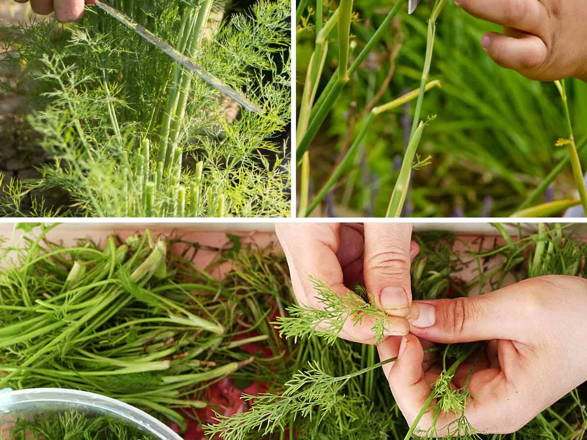 Herb Garden Blend