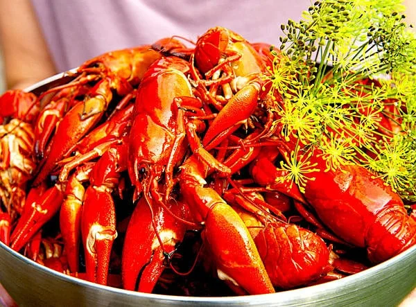 Kräftor - River Crayfish