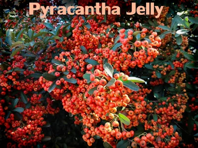 Pyracantha Jelly
