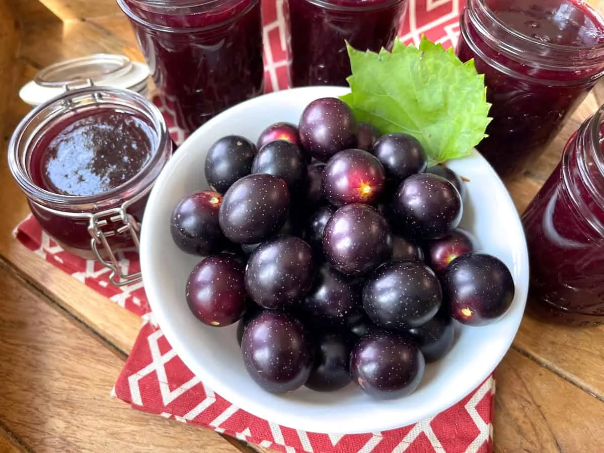 Scuppernong or Muscadine Jelly