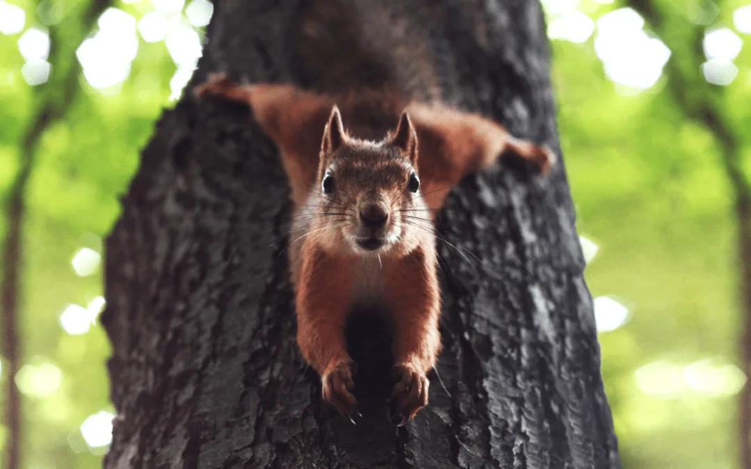 Squirrel with Rice